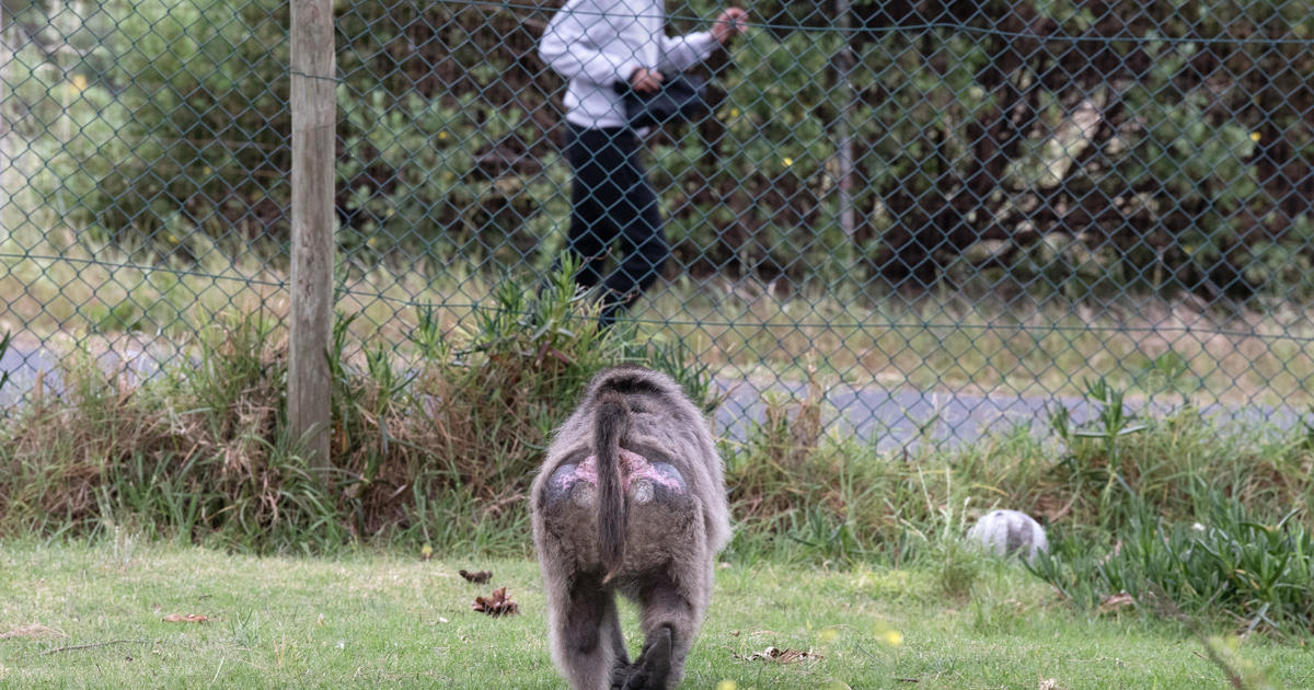 baboons-south-africa-tourism