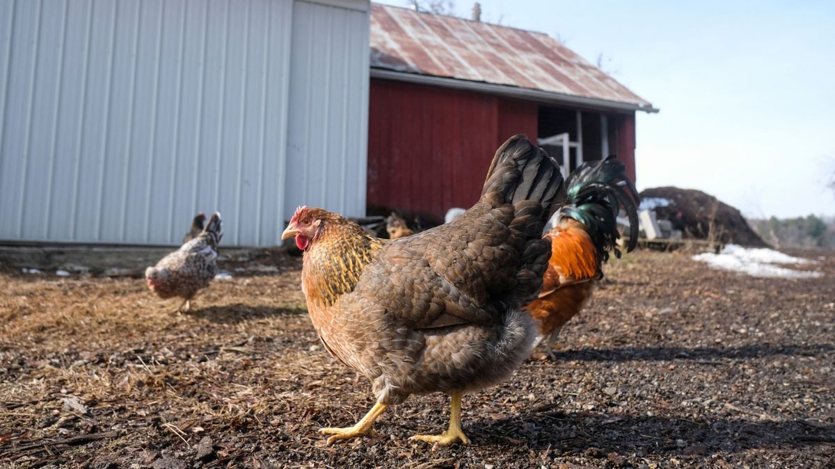 bird-flu-risk-farms
