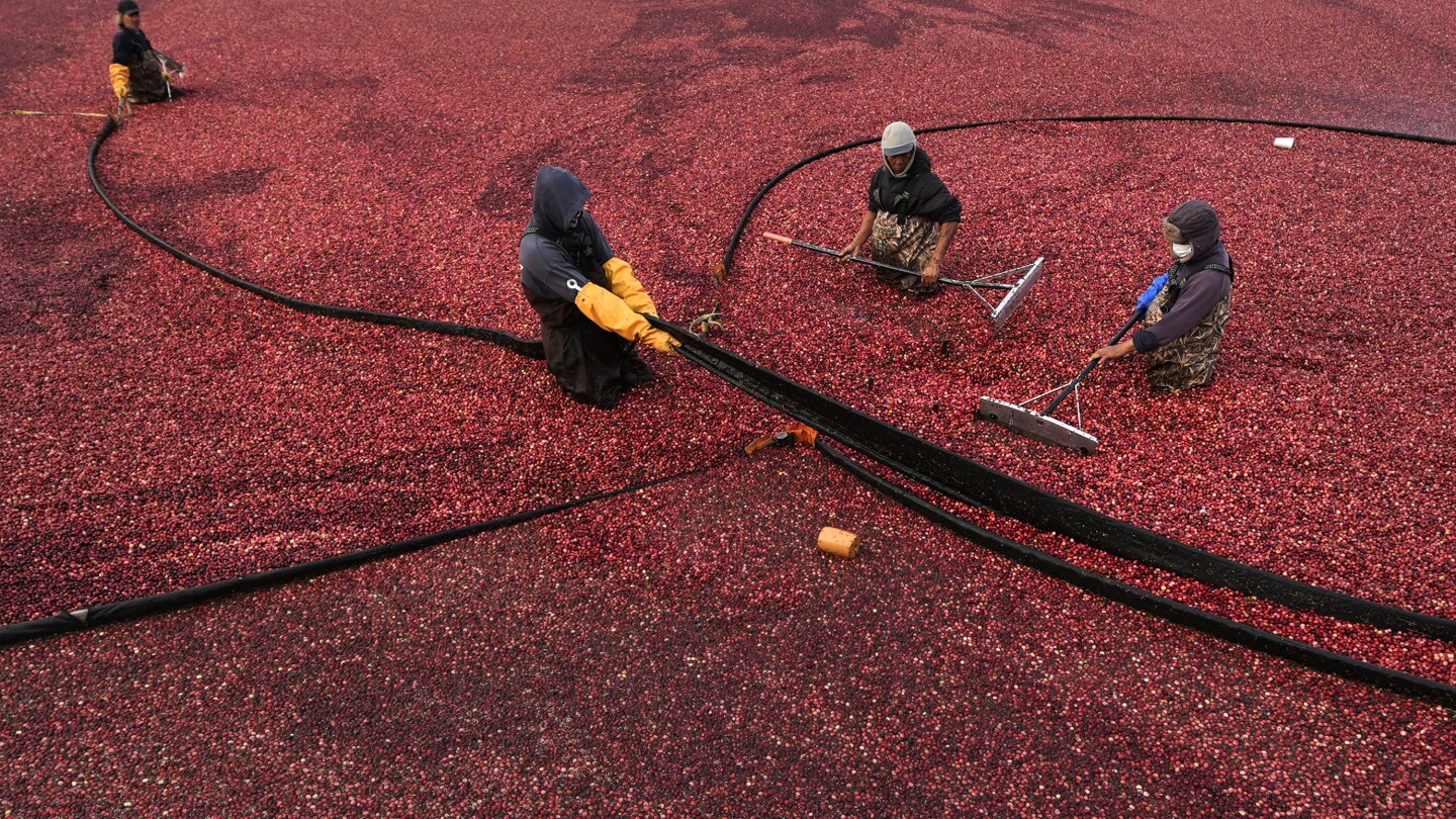 cranberries-thanksgiving-origins