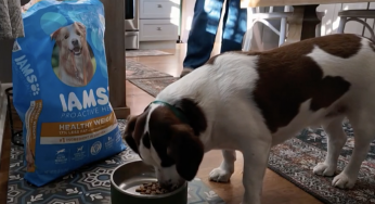 Transform Your Dog’s Health: Effective Strategies for Weight Loss