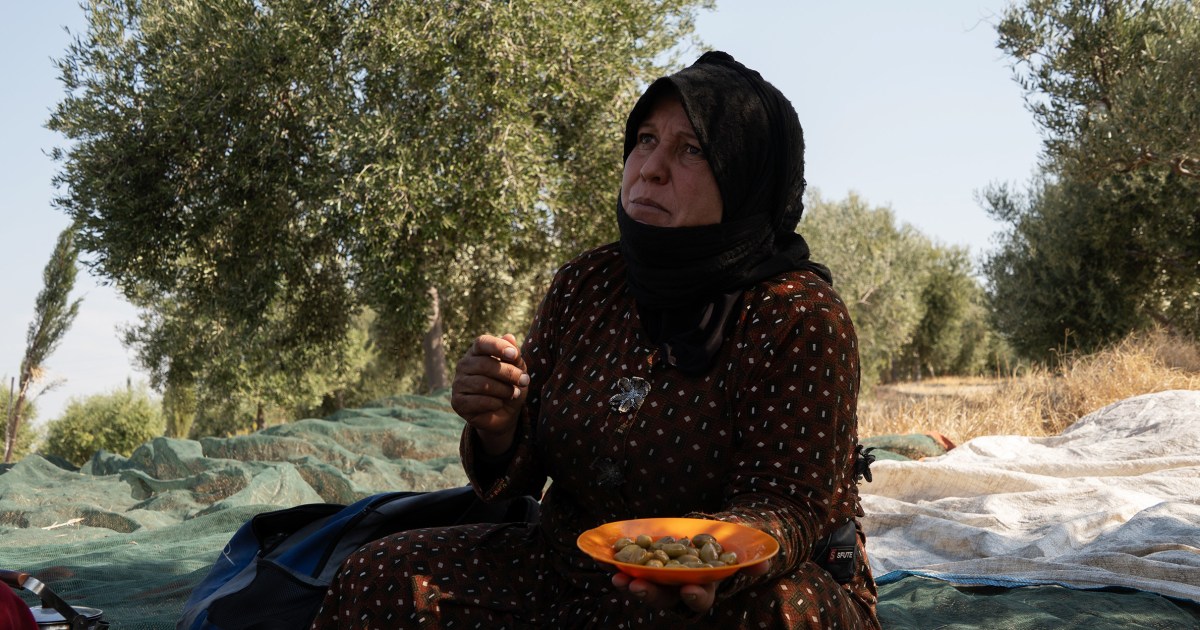 lebanon-olive-groves-resilience