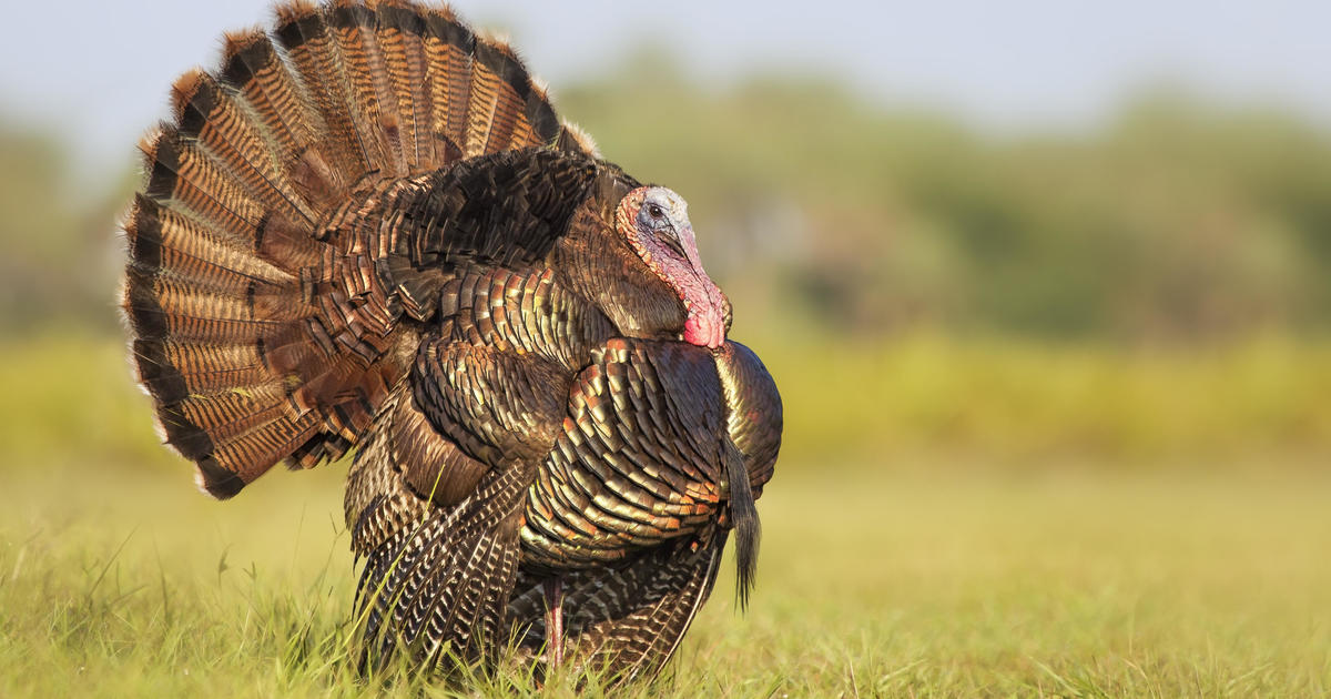 thanksgiving-turkey-tradition-history