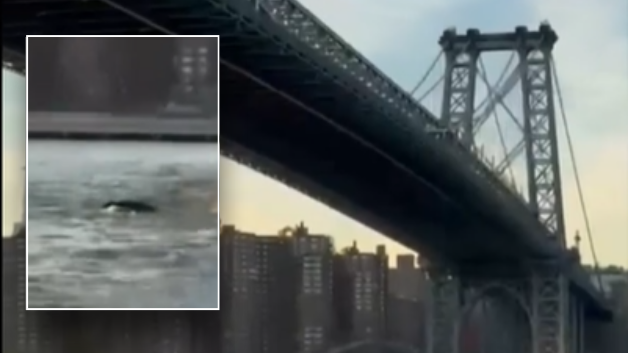 whale-sighting-brooklyn-bridge