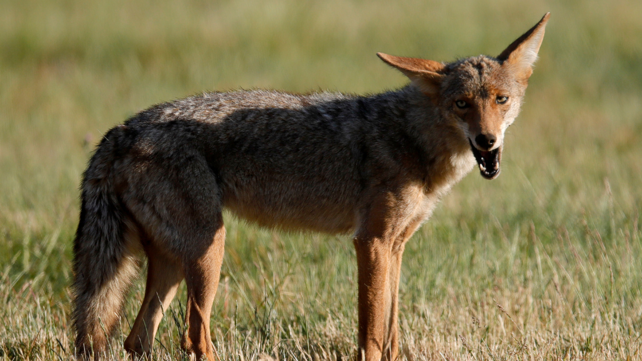 colorado-coyote-attack