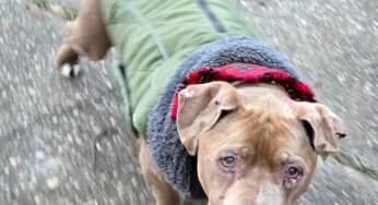 Michigan Veterinarian Under Fire for Alleged Dog Theft from Homeless Owner