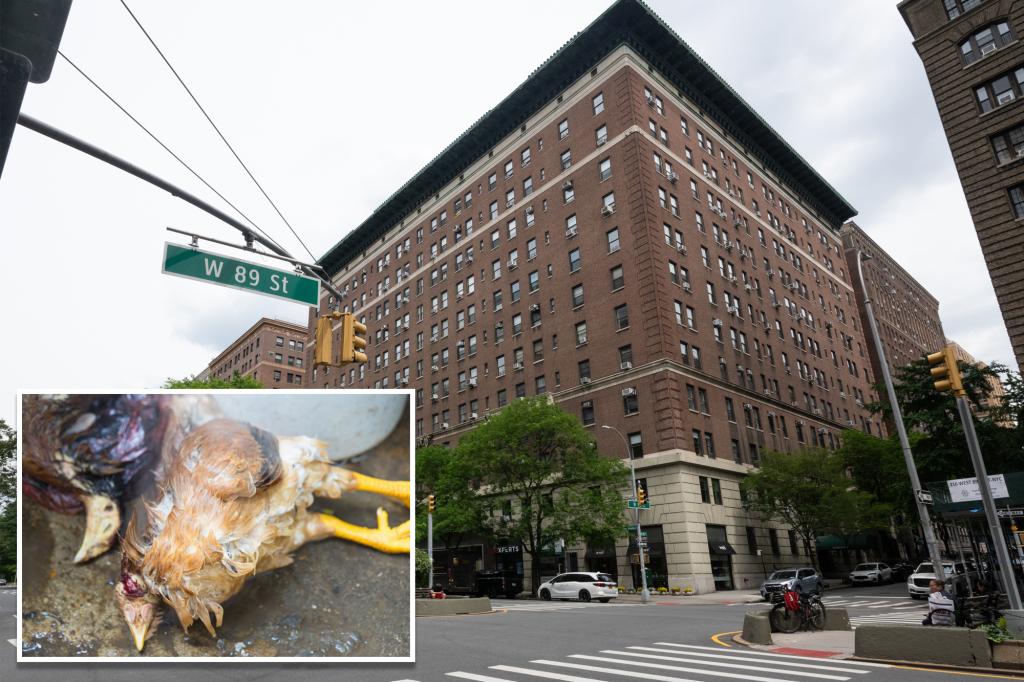 animal-sacrifice-nyc-chickens