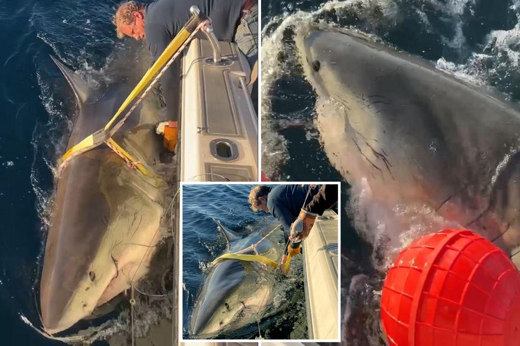 great-white-shark-north-carolina