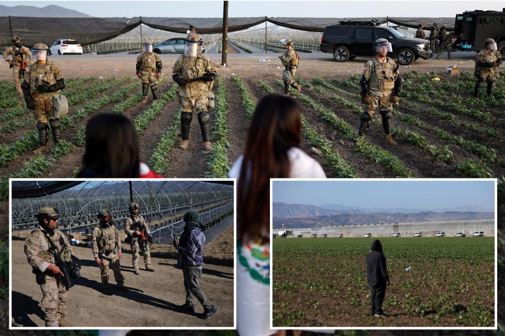 child-labor-california-cannabis-farms